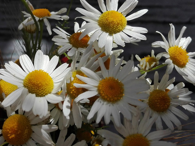 chamomile2