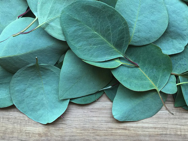 eucalyptus oil