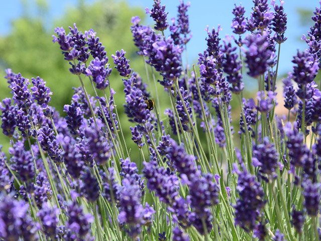 lavender3