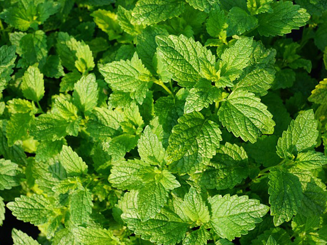 peppermint