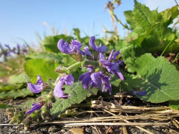 Clary Sage Essential Oil