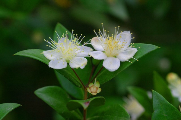 Myrtle Essential Oil