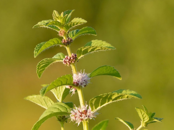 Cornmint Essential Oil