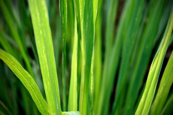 Lemongrass Oil