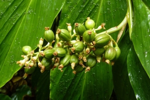 Coffee Essential Oil