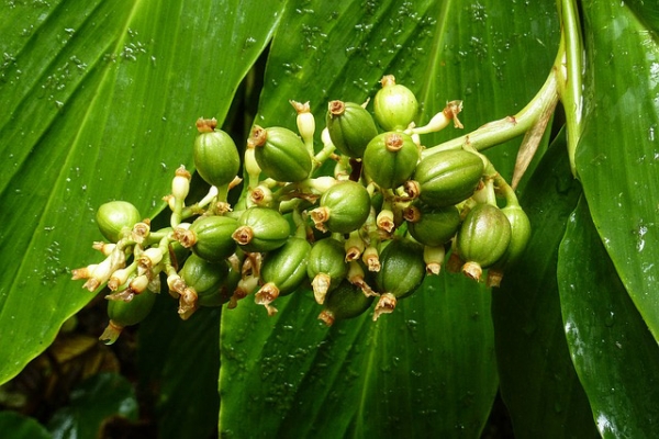 Coffee Essential Oil