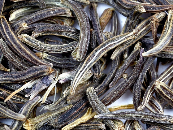 Black Cumin Essential Oil