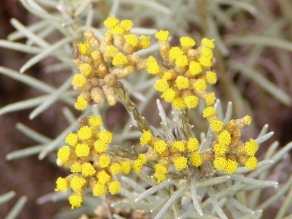 Helichrysum Italicum Essential Oil