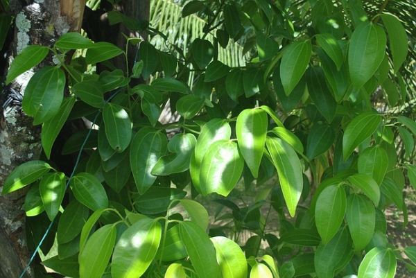 Cinnamon Leaf Essential Oil