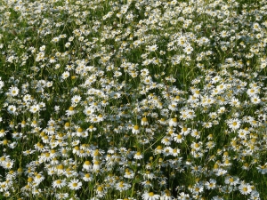 Chamomile Essential Oil