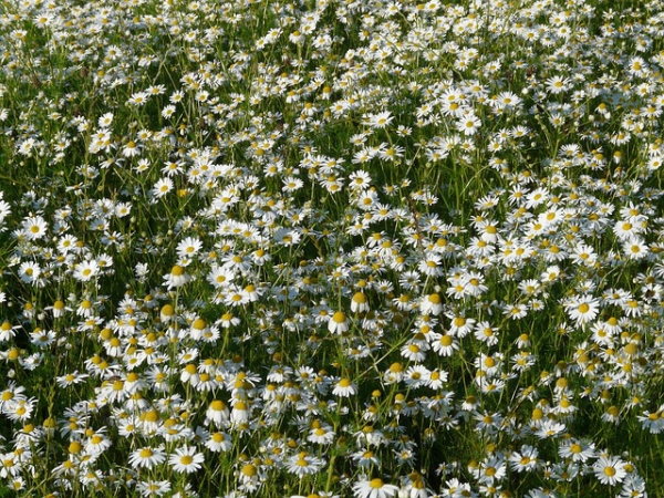 Chamomile Essential Oil