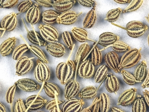 Ajwain Essential Oil