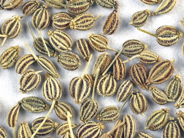 Ajwain Essential Oil