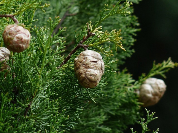 Cypress Essential Oil