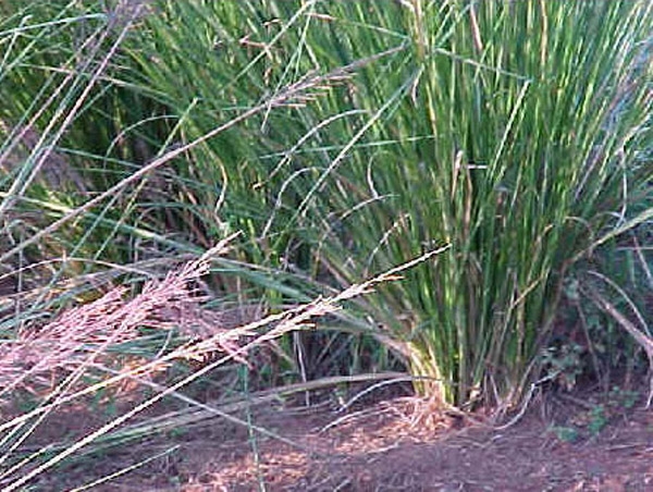 Vetiver Essential Oil