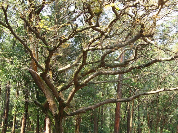 Copaiba Essential Oil