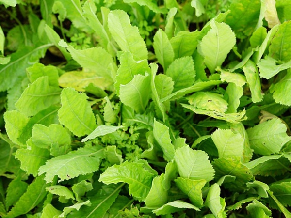 Costmary Essential Oil