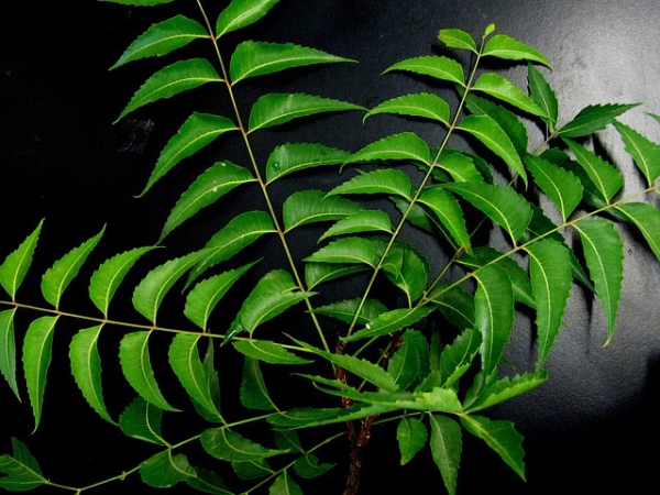 Neem Essential Oil