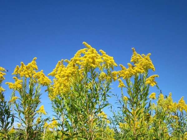 Goldenrod Essential Oil