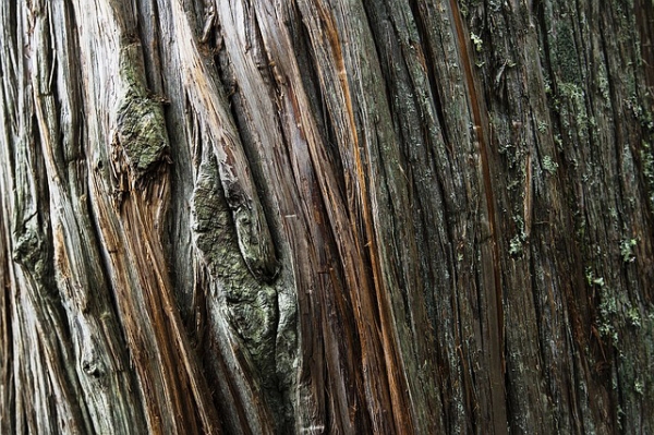 Cedarwood Essential Oil