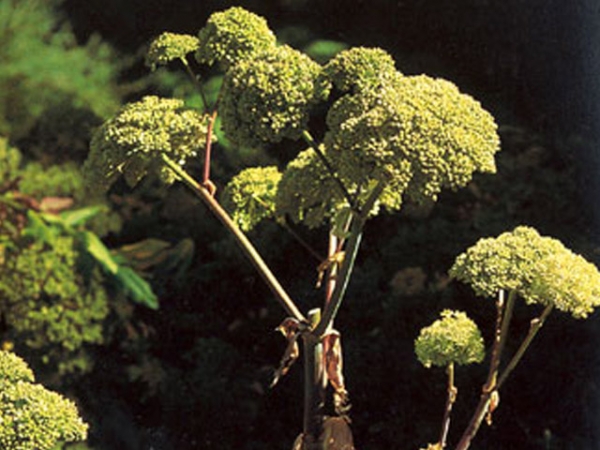 Angelica Essential Oil