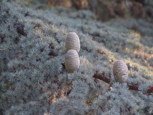 Cedarwood Atlas Essential Oil