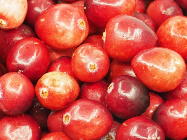 Cranberry Seed Essential Oil