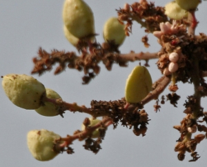 Frankincense Essential Oil