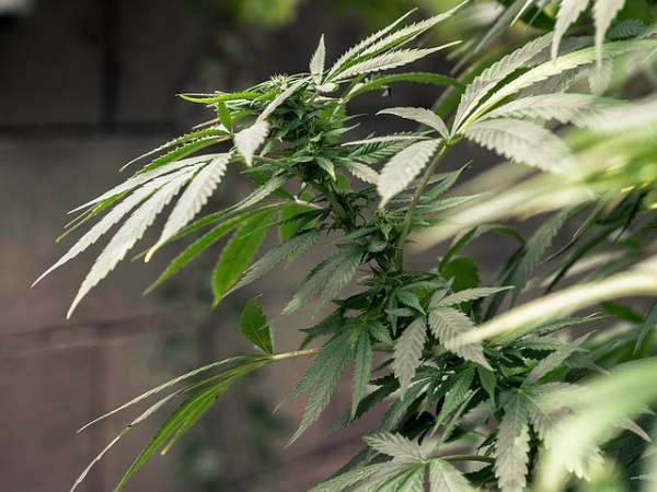 Cannabis Flower Essential Oil