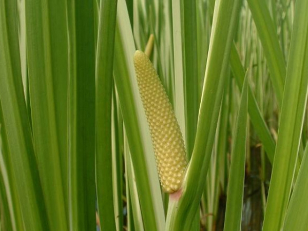 Calamus Root Essential Oil