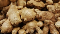 Ginger Essential Oil