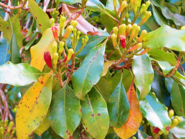 Clove Bud Essential Oil