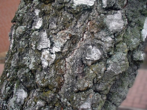 Birch Essential Oil