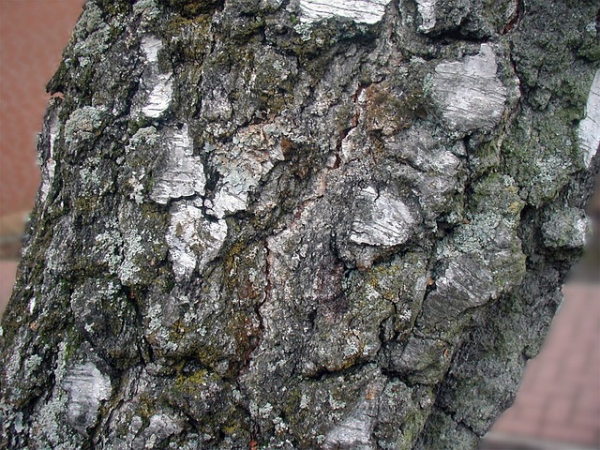 Birch Essential Oil