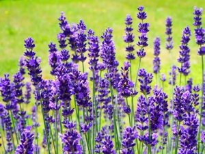 Lavender Oil