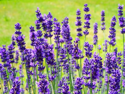 Lavender Oil