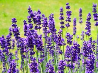 Lavender Oil
