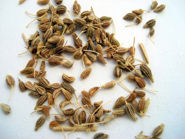 Anise Essential Oil