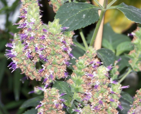 Patchouli Essential Oil