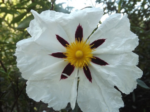 Cistus Essential Oil