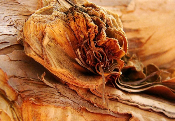 Tea Tree Essential Oil