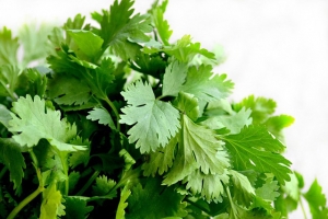 Cilantro Essential Oil