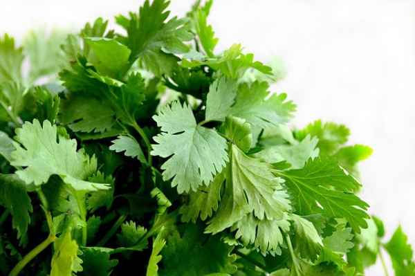 Cilantro Essential Oil