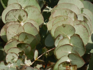 Eucalyptus Essential Oil