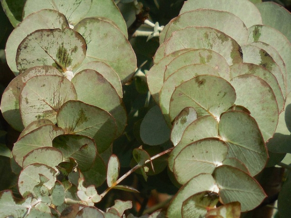 Eucalyptus Essential Oil