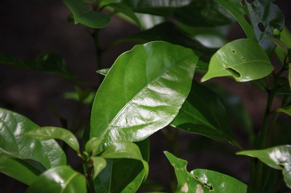Camphor Essential Oil