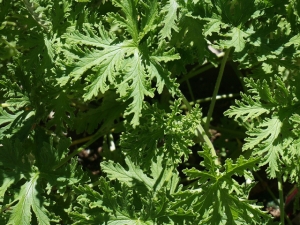 Citronella Essential Oil