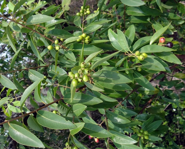 Sandalwood Essential Oil