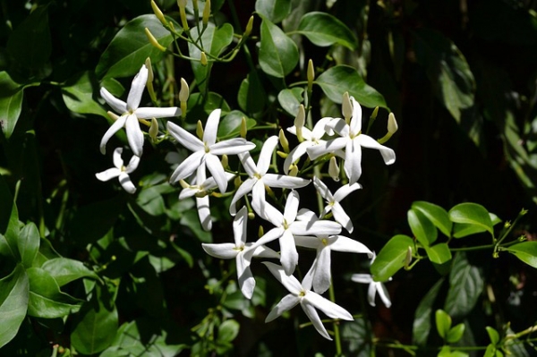 Jasmine Essential Oil