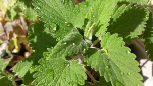 Catnip Essential Oil